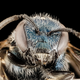 Illustration for article titled These Exquisite Bee Photographs Reveal Every Delicate Hair, Antenna, and Wing